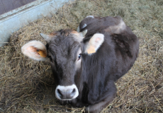 Ferme château Laneffe activités et balades