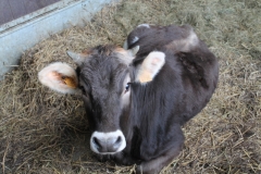 Ferme château Laneffe activités et balades